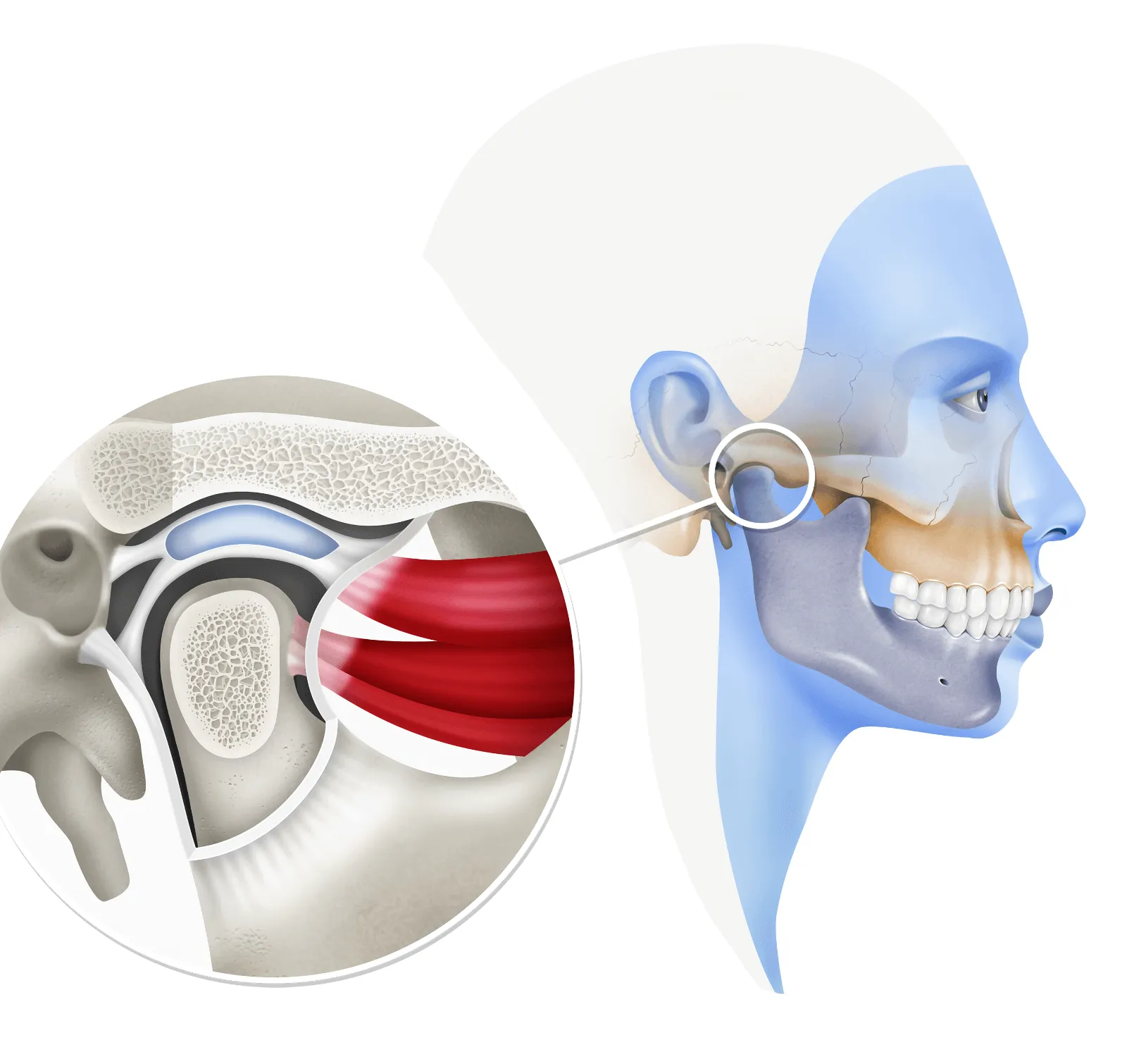 Dolor en la Articulación Temporomandibular (ATM)
