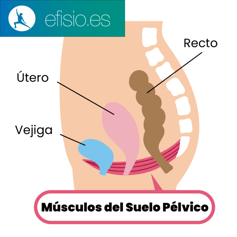 Esquema de los músculos del suelo pélvico con la vejiga, el útero y el recto